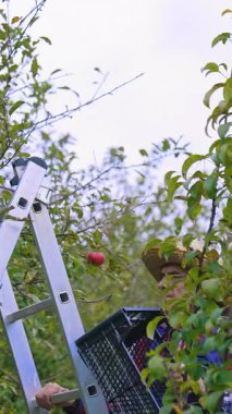 Ağaç dallarından sulu elmalar topluyorum. Çiftçinin ağaçtan elma hasadı. Dikey video