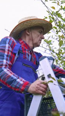 Çiftçinin ağaçtan elma hasadı. Ağaç dallarından sulu elmalar topluyorum. Dikey video