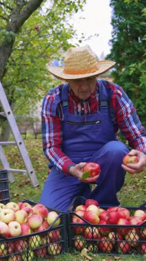 Şapkalı çiftçi sepete elma topluyor. Kovalar içindeki organik taze yaz meyveleri. Dikey video