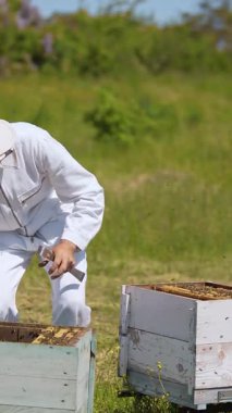 Arı kovanlarıyla çalışan bir arı yetiştiricisi. Organik yaz arı yetiştiriciliği. Dikey video