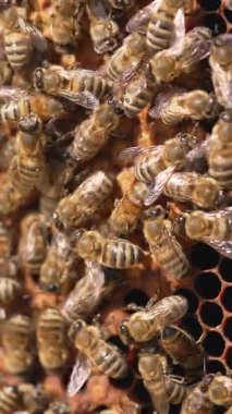 Kovanda çalışan arılara yakın durun. Arılar bal peteğine üşüşüyorlar. Dikey video