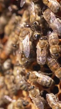 Balmumu böcekleri yaz bal petekleri. Kovanda çalışan arılara yakın durun. Dikey video