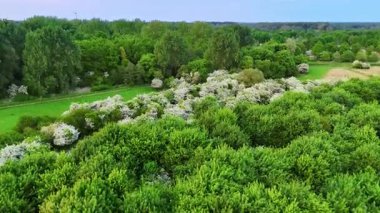 Yeşil bir parkta beyaz çiçekler. Açık mavi gökyüzünün altında çiçek açan beyaz çiçek kümelerinin yer aldığı canlı yeşil park manzarası.