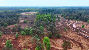 Yeşil yay manzaralı hava manzarası. Bereketli yeşil ağaçlar ve açık arazi manzaralı bir hava manzarasında görülebilir. İlkbaharda vahşi doğanın güzelliğini yakalıyorlar..