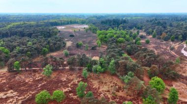 Huzurlu, yemyeşil bir manzara. Geniş yeşil orman, parlak bir gökyüzünün altında vahşi çalılarla buluşur. Gün ortasında doğanın güzelliğini gözler önüne serer..