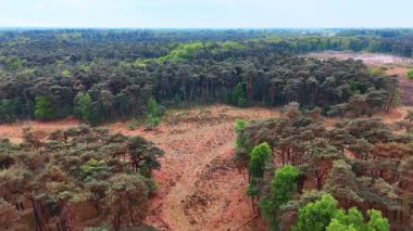 Açık arazide canlı bir orman. Yeşillik ve kahverengi toprağın karışımıyla yemyeşil bir orman bulutlu bir gökyüzünün altında geniş bir alana yayılır..