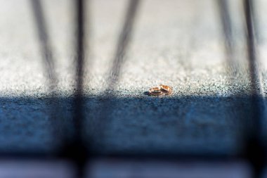 Yerde yatan iki alyans. İki alyans kaldırımda duruyor, açık havada bir ağ tarafından kısmen gölgelenmiş, bir kayıp hissi uyandırıyor..