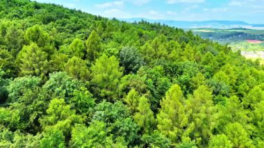Avrupa 'da yemyeşil orman manzarası. Yoğun yeşillik, bir Avrupa ormanının canlı doğasını gözler önüne sererek, parlak mavi bir gökyüzünün altındaki araziyi dolduruyor..