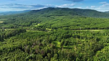Avrupa 'da gündüz yeşili manzara. Avrupa 'daki geniş ormanlık alan, açık mavi gökyüzü altında canlı yeşillikler sergiliyor, açık hava faaliyetleri için ideal..