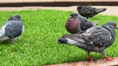 Güvercinler parka tünediler. İki güvercin, açık bir gökyüzünün altındaki canlı yeşil bir parkta güneşli bir günün tadını çıkarıyorlar..