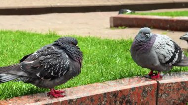 Taş bir çıkıntıda güvercinler. Güneşli bir günde yeşil çimlerle çevrili taştan bir çıkıntıda iki güvercin dinleniyor..