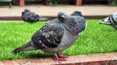 Şehir parkındaki çimlerde dinlenen güvercinler. Güvercinler şehir parkındaki yeşil çimlerde toplanır, bazıları dinlenirken diğerleri gün içinde yiyecek arar..