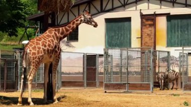Hayvanat bahçesinde zürafa ve zebra etkileşimi. Bir zürafa, güneşli bir öğleden sonra hayvanat bahçesinde bir grup zebranın yanında merakla durur..