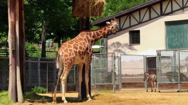 Hayvanat bahçesinin yanındaki zürafa. Güneşli bir günde hayvanat bahçesindeki bir beslenme alanına yaklaşırken bir zürafa boynunu uzatır..