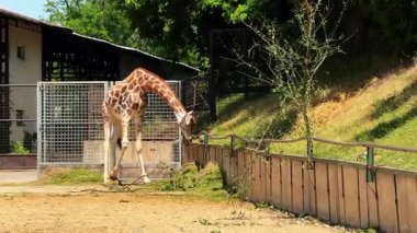 Zürafa güneşli bir hayvanat bahçesinde otluyor. Bir zürafa, yeşilliklerle çevrili açık, güneşli bir günde, bir hayvanat bahçesindeki yaprakları kemirmek için eğilir..