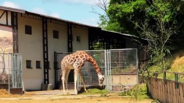 Zürafa güneşli bir hayvanat bahçesinde yemek yiyor. Uzun boylu bir zürafa hayvanat bahçesinin etrafındaki çimenlerde huzur içinde otlar ve güneşli bir günün tadını çıkarır..