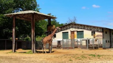 Güneşli hayvanat bahçesi barınağında zürafa. Bir zürafa hayvanat bahçesindeki bir barınağın yanında durur, çevresi yaşam alanıyla çevrilidir ve sıcak, güneşli bir günün tadını çıkarır..