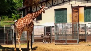 Zürafa ve zebra sığınakta. Bir zürafa, etrafını saran duvarın yanında sakince dururken bir zebra yakındaki parlak güneş ışığıyla etrafı keşfediyor..