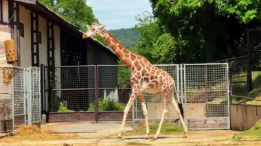 Zürafa açık alanda yürüyor. Bir zürafa, ağaçlarla çevrili ve arka planda çitlerle çevrili güneşli bir alanda geziniyor..