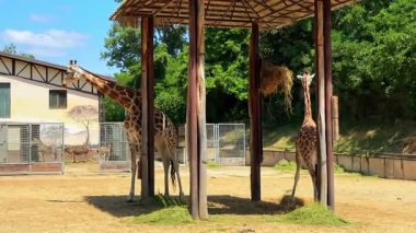 Zürafalar hayvanat bahçesinde güneşli bir günün tadını çıkarıyorlar. İki zürafa, güneşli bir öğleden sonra yerel bir hayvanat bahçesinde çimlerin üzerinde otlarken bir barınağın altında dinleniyor..