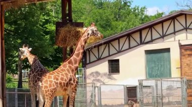 Zürafalar güneşin tadını çıkarıyor. İki zürafa bir barınağın altında gün boyunca hayvanat bahçesinin etrafındaki güneş ışığının tadını çıkarıyorlar..