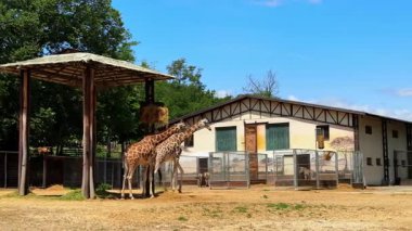 Zürafalar hayvanat bahçesinde güneşli bir günün tadını çıkarıyorlar. Arka planda üçüncü bir zürafa görülürken iki zürafa bir barınağın yanında durup güneşin tadını çıkarıyor..