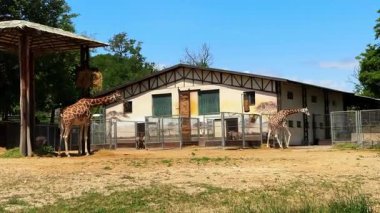 Zürafalar güneşin tadını çıkarıyor. İki zürafa hayvanat bahçelerinde güneşli güneşin altında, sıcak öğleden sonranın tadını çıkarıyorlar..