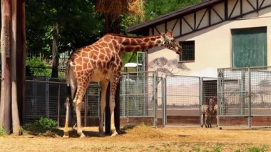Zürafa bir hayvanat bahçesinde dimdik ayakta duruyor. Güneşli bir günde bir zebra yakınlardaki bir ağıldan izlerken bir zürafa hayvanat bahçesinde boynunu uzatır..
