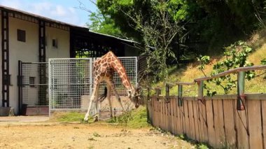 Hayvanat bahçesinde yiyecek arayan zürafa. Uzun boylu bir zürafa, yeşilliklerle çevrili güneşli mavi gökyüzünün altında, hayvanat bahçesindeki yaşam alanındaki dallarla beslenir..