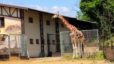 Zürafa gün ışığında hayvanat bahçesinin yanında. Güneşli bir günde, bir zürafa ilginç bir şekilde etrafındaki bir hayvanat bahçesine bakar. Uzun boynunu ve benzersiz desenlerini gösterir..