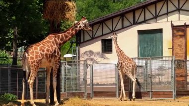Hayvanat bahçesindeki zürafalar. İki zürafa, güneşli bir günde, beslenme alanının yakınında, hayvanat bahçesinin etrafını sarıyorlar..