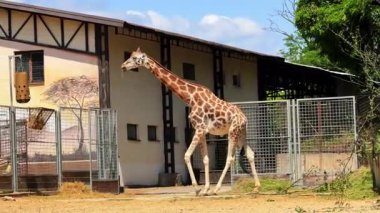 Zürafa güneşli hayvanat bahçesinde yürüyor. Uzun boylu bir zürafa, çevresi yeşilliklerle çevrili güneşli bir hayvanat bahçesinde ve arka planda bir binada dolaşır..