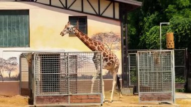 Zürafa hayvanat bahçesinde açık alanda yürür. Uzun boylu bir zürafa engin duvarında zarif bir şekilde yürüyor ve yerel hayvanat bahçesinde eşsiz desenini sergiliyor..