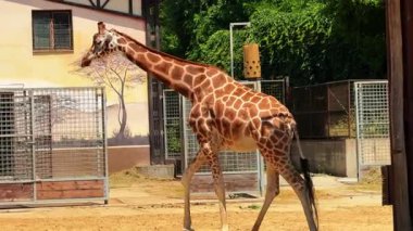 Güneşli bir hayvanat bahçesinde zürafa. Uzun boylu bir zürafa, güneşli hayvanat bahçesinde gölgeler ve yeşilliklerin arasında zarafetle dolaşır..