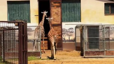 Zürafalar etraflarında dolaşıyorlar. İki zürafa bir vahşi yaşam merkezinde kafeslerinin önünde duruyor. Gün ortasında sıcak güneş ışığının ve açık alanın tadını çıkarıyorlar..