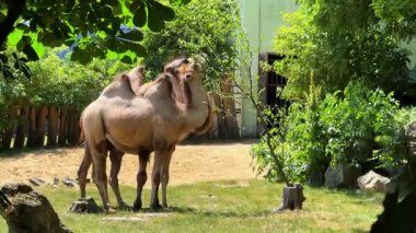 Güneşli bir hayvanat bahçesi ortamında develer rahatlar. İki deve güneş ışığı altında, ağaçlar ve çalılarla çevrili yeşil bir hayvanat bahçesinde yan yana durur..