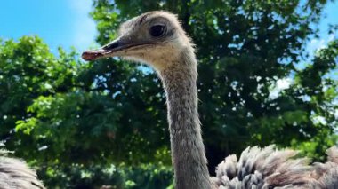 Gün ışığında devekuşu yakın plan. Bir devekuşu, parlak gün ışığında yeşil bir yaprak zeminine uzanan uzun boynu ile belirgin bir şekilde ayakta durur..