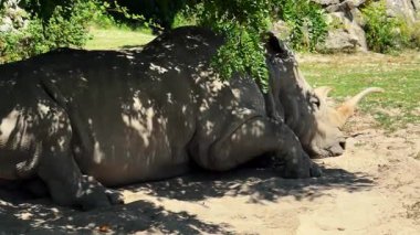 Gergedanlar gölgeli ağaçların altında dinleniyor. İki gergedan, doğal bir ortamda ağaçlar tarafından kısmen gölgelenmiş yerde huzur içinde dinleniyor..