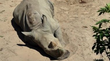 Gergedanlar kumlu zeminde dinleniyor. Büyük bir gergedan kumlu yüzeyde huzur içinde yatıyor. Etrafı seyrek bitkilerle çevrili ve güneşin tadını çıkarıyor..