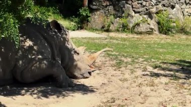 Gergedan doğada dinleniyor. Bir gergedan, yeşil çimenler ve kayalık çevrelerle çevrili bir ağacın altında güneşlenerek yerde yatar..