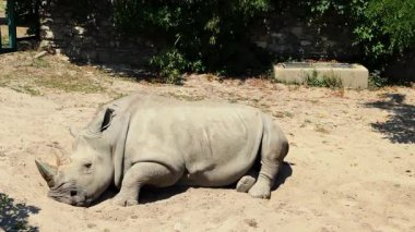 Gergedanlar kumlu bir yerde dinleniyor. Bir gergedan kumlu zeminde rahat bir şekilde uzanır ve doğal ortamında sıcak bir günün tadını çıkarır..