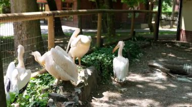 Park çevresindeki pelikanlar. Bir grup pelikan, yeşillik ve ahşap çitlerle çevrili bir parkın gölgeli bölgesinde dinleniyor ve hazırlanıyor..
