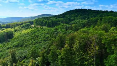 Parlak mavi gökyüzünün altındaki yemyeşil tepeler. Canlı bir manzara, açık mavi gökyüzü altında, yeşil tepeleri ve sık ormanları geziyor..