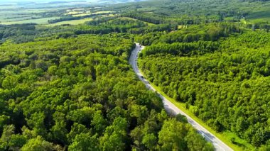 Bereketli ormanda dolambaçlı bir yol. Yoğun yeşilliklerin arasından geçen dolambaçlı bir yol güneşli bir günde doğanın güzelliğini gözler önüne seriyor..