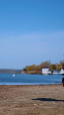 Yeni yürümeye başlayan bir çocuğun el çırpışının arka görüntüsü. Çocuk bir taş aldı ve onu suya getirdi. Dikey video