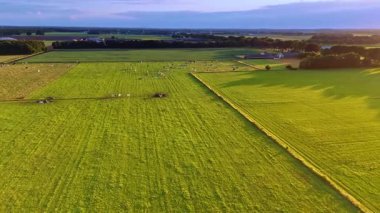 Uçsuz bucaksız arazide otlayan bir inek sürüsü. Günbatımında çiftlikler üzerinde İHA uçuşu.