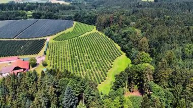 Tarlalarda yetişen bitki sıralarına daha yakın uçuyorlar. Kalın çam ağaçları tarlaları çevreledi..