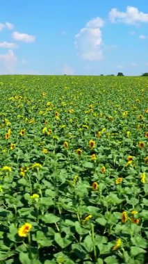 Ayçiçeği tarlasının üzerinden uçmak. Çiçek açan ayçiçekleriyle tarım alanının havadan görünüşü