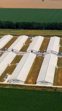 Tavuk çiftliklerinin insansız hava aracı görüntüsü. Kırsal bölgedeki modern kümes hayvanlarının havadan görünüşü