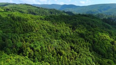 Yuvarlanan tepeleri kaplayan yemyeşil orman. Yoğun yeşil bir orman, açık mavi gökyüzünün altındaki tepeleri kaplıyor. Gündüzleri doğanın güzelliğini vurguluyor..